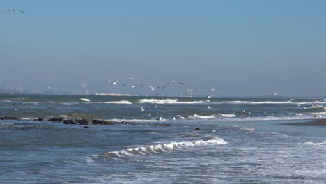 Flock-Of-Sea-Birds-Over-Ouddorp-Beach-With-Rough-Waves-And-Maasvlakte-At-Background-In-South-Holland,-Netherlands