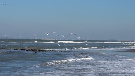 flock of sea birds over ouddorp beach with rough waves and maasvlakte at background in south holland, netherlands