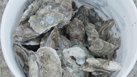 downward angle shot of steamed oyster shells in a bucket