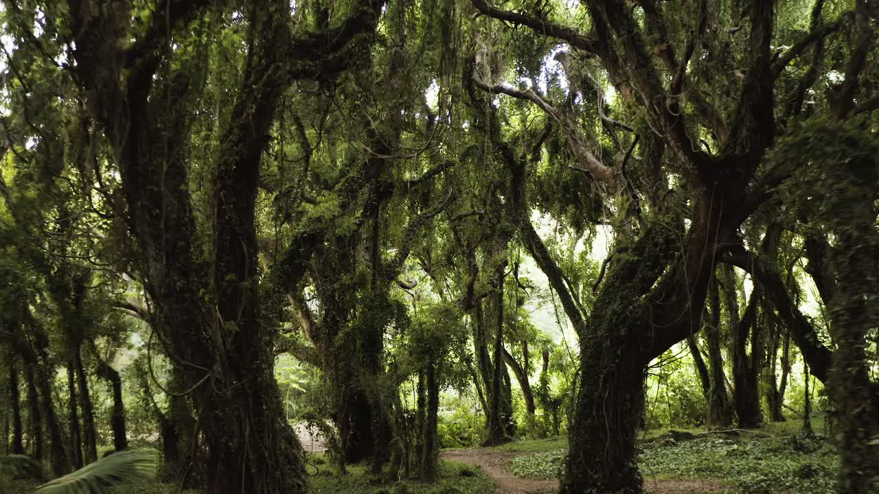 4k аэрофотосъемка в лесу на гавайях