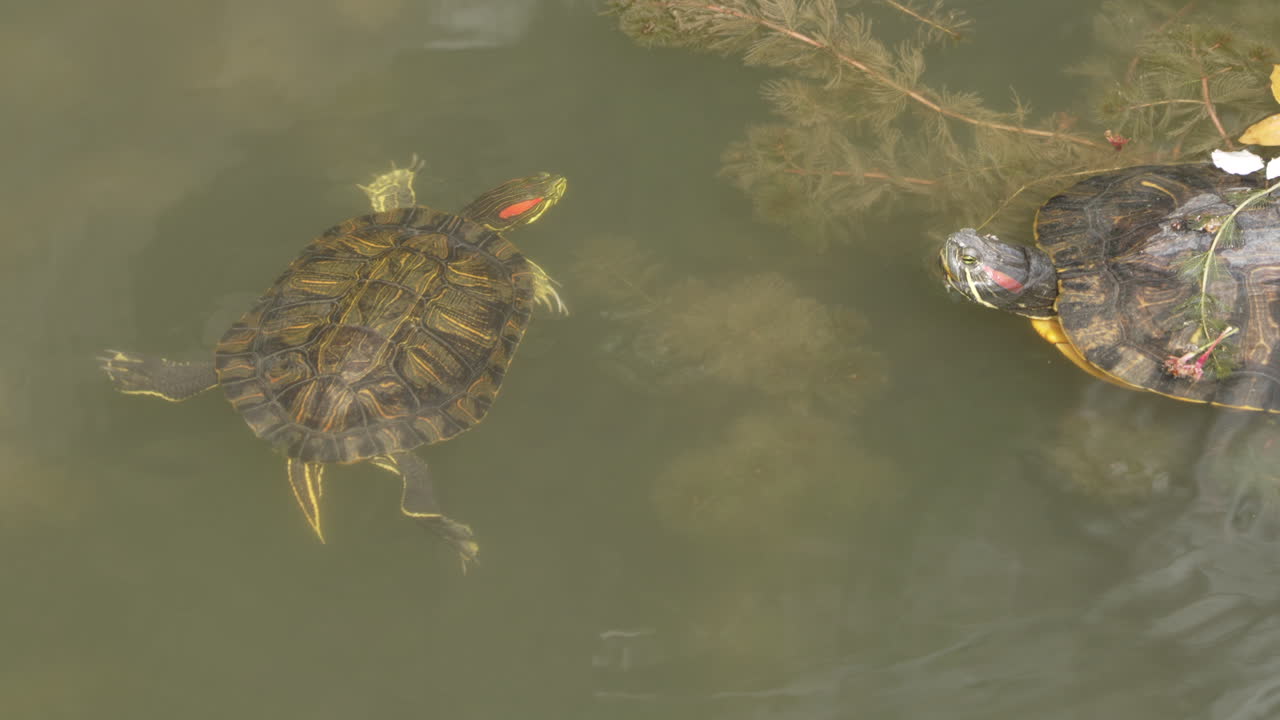vista de tortugas deslizantes de orejas rojas en el agua entre plantas de agua dulce en tokio, japón- primer plano