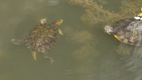 view of red-eared slider turtles in the water among freshwater plants in tokyo, japan- close up