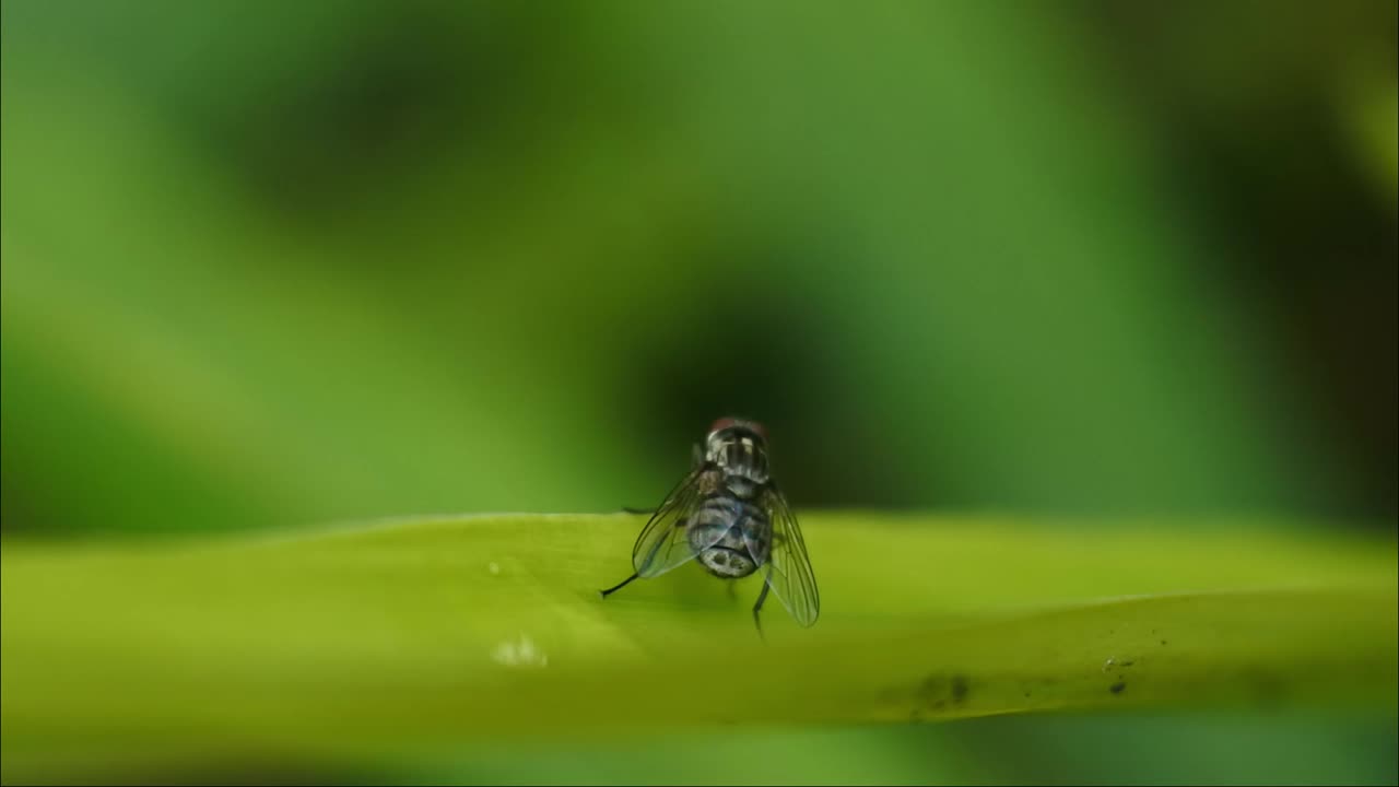 fly hd videos. The fly moves its wings on the leaves. black fly footage