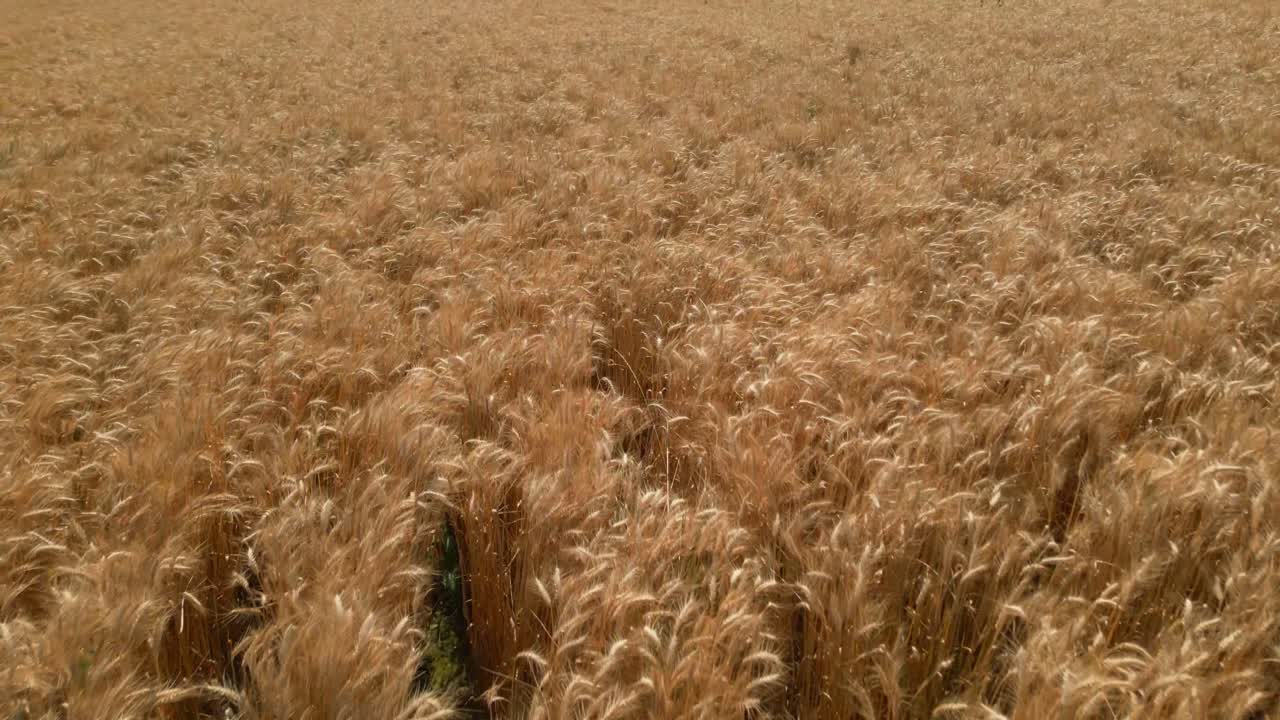 Golden Wheat Field Ready for Harvest