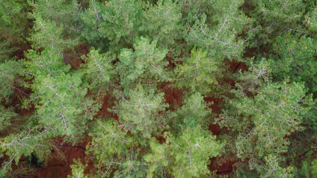 Veduta aerea dall'alto sopra una foresta di pini senza persone all'interno dei boschi di confine tra Belgio e Paesi Bassi.