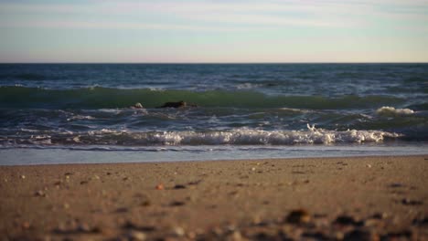 Olas-De-La-Playa-Del-Océano,-Tiro-Estático-Con-Primer-Plano-Desenfocado