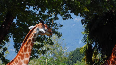 Close-Up-Shot-of-Giraffe-Eating-Branch-of-Tree