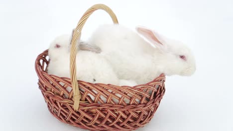 white rabbit is the easter symbol rabbits in the easter basket