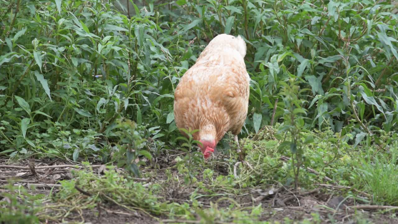 Free range chicken foraging freely on natural pasture Premium Stock ...
