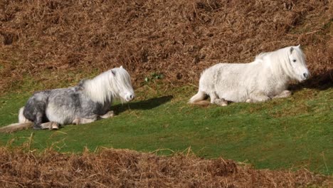 2-Caballos-Salvajes-De-Inglaterra-Descansando-Sobre-La-Hierba-En-Un-Valle-En-Shropshire,-Reino-Unido