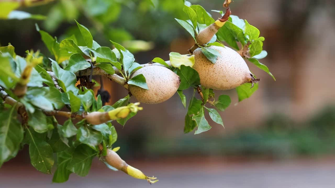 Detailed view of sapodilla fruits and green leaves on a tree branch in an outdoor setting.