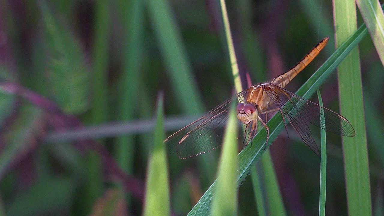 primer plano de una mariposa descansando sobre una hoja