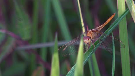 Close-Shot-of-a-Butterfly-Resting-on-a-Leaf