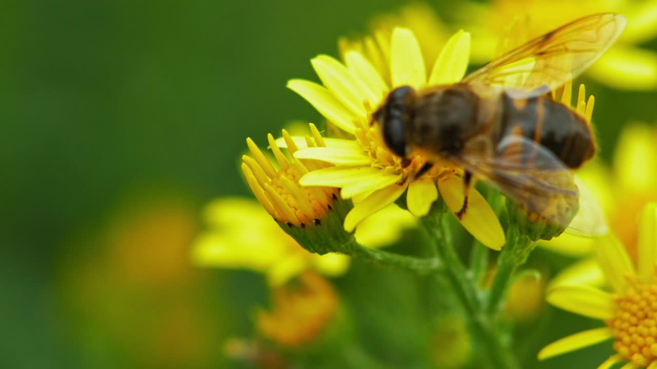Makroaufnahme einer großen Hummel, die Nektar an der Spitze einer Sonnenblume sammelt.