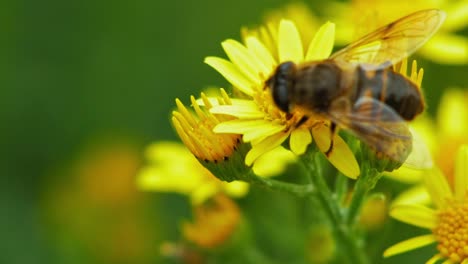 makro einer großen hummel, die nektar an der spitze der sonnenblumenpflanze sammelt