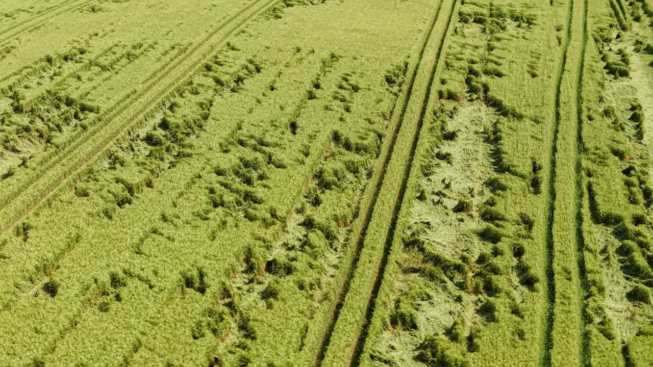 Dense and vivid green crop field from above, with rows of curved tractor markings