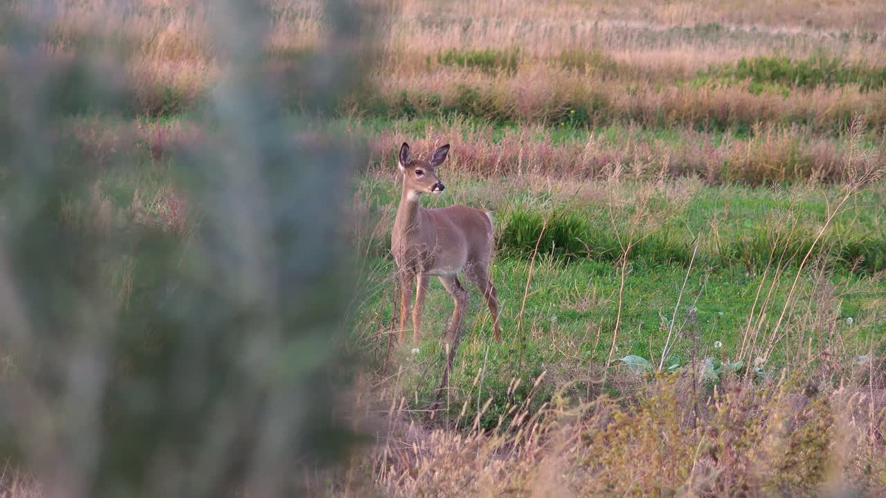 An Antlerless Whitetail Deer Stares Intently in a Vibrant Meadow