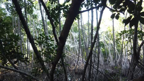 un bosque de manglares, vista tropical cinematográfica a través de árboles y ramas, plantas leñosas en bali, indonesia, contraste de luz solar en el interior