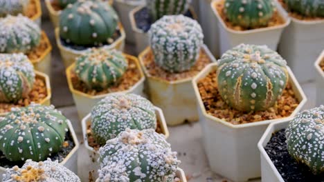 a vibrant collection of cacti in pots, showcasing diverse textures and patterns under natural lighting at a market