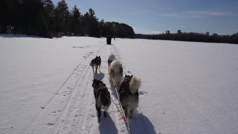 first-person view of dogsledding on a frozen lake in minnesota