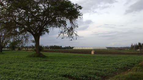 granja de brócoli y invernaderos en el fondo en kenia