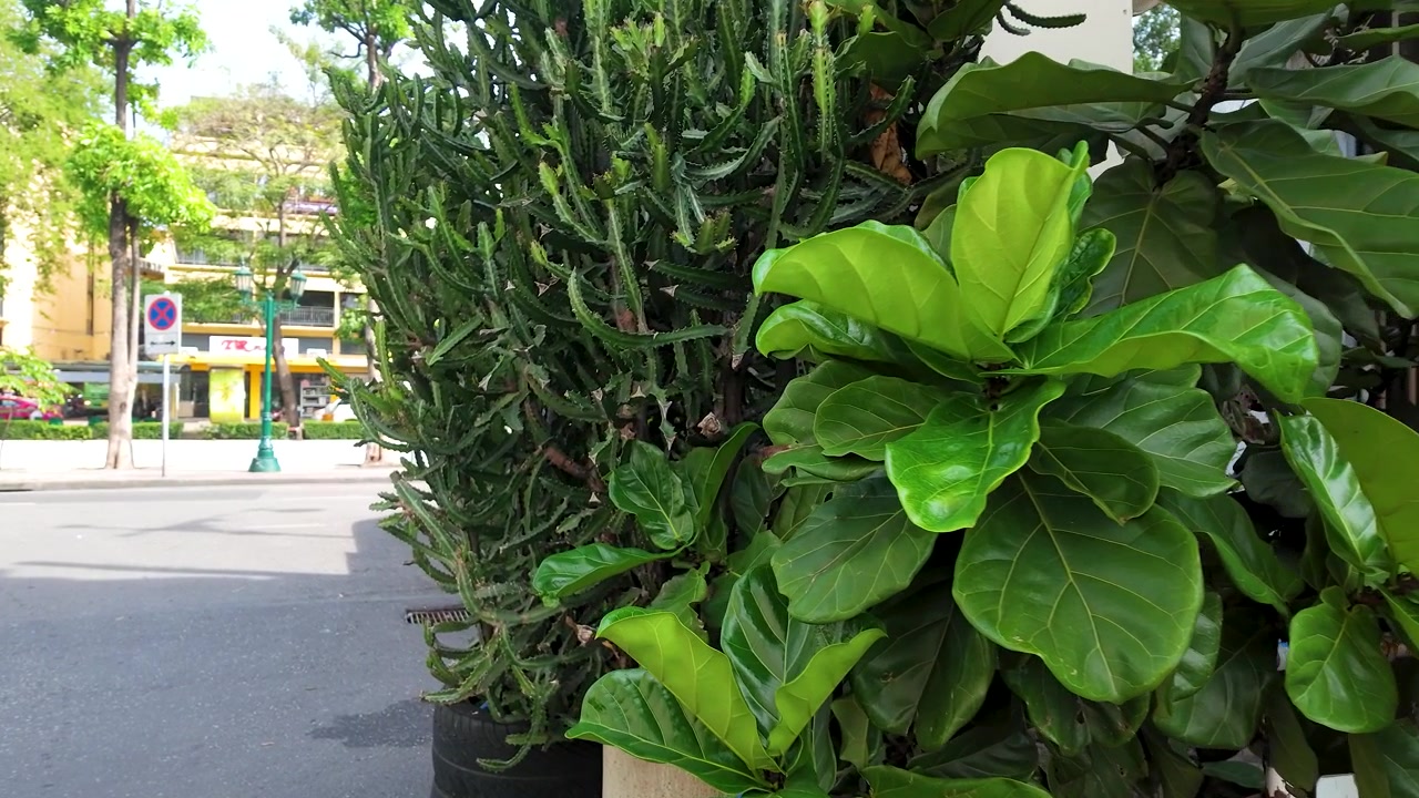Primo piano ripreso a mano di piante tropicali di un verde vibrante esposte lungo un marciapiede cittadino soleggiato.