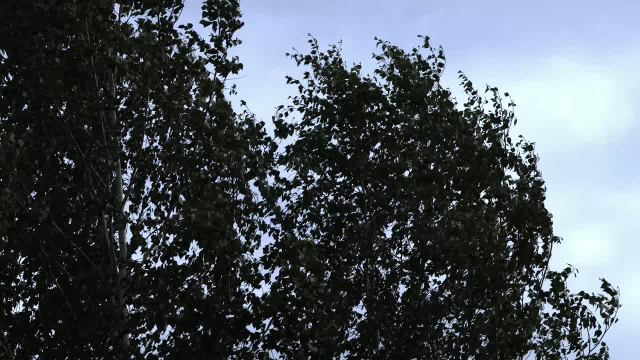 바람이 불는 나무