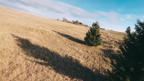 aerial racing drone zig zag flying fast between pine trees on a hill during late autumn sunset