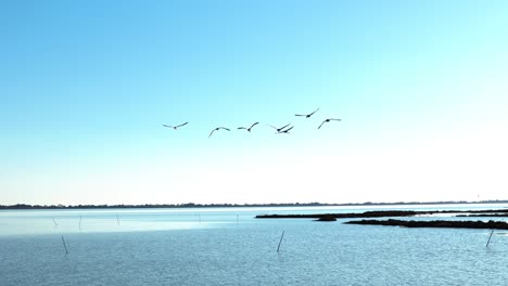 Aerial tracking shot of a flock of flamingoes flying low above the ocean