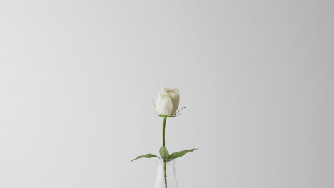 video of white rose flower in glass vase with copy space on white background