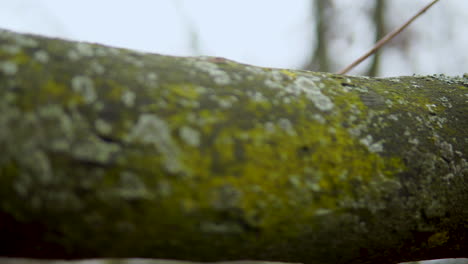 Close-up-of-the-tree-trunk,-lonely-trees-in-the-park,-cracked-bark-and-natural-shapes-engraved-on-the-bark-,-Track-horizontal