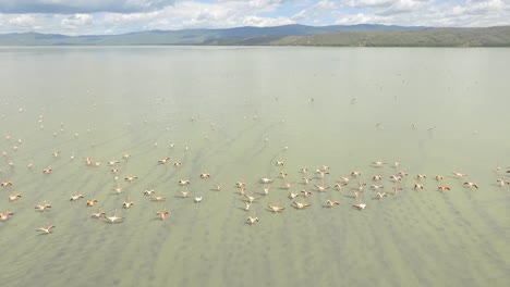 Imágenes-De-Drones-Volando-Sobre-Un-Grupo-De-Flamencos-En-Un-Clip-Aéreo-De-Lago-Verde-Hd