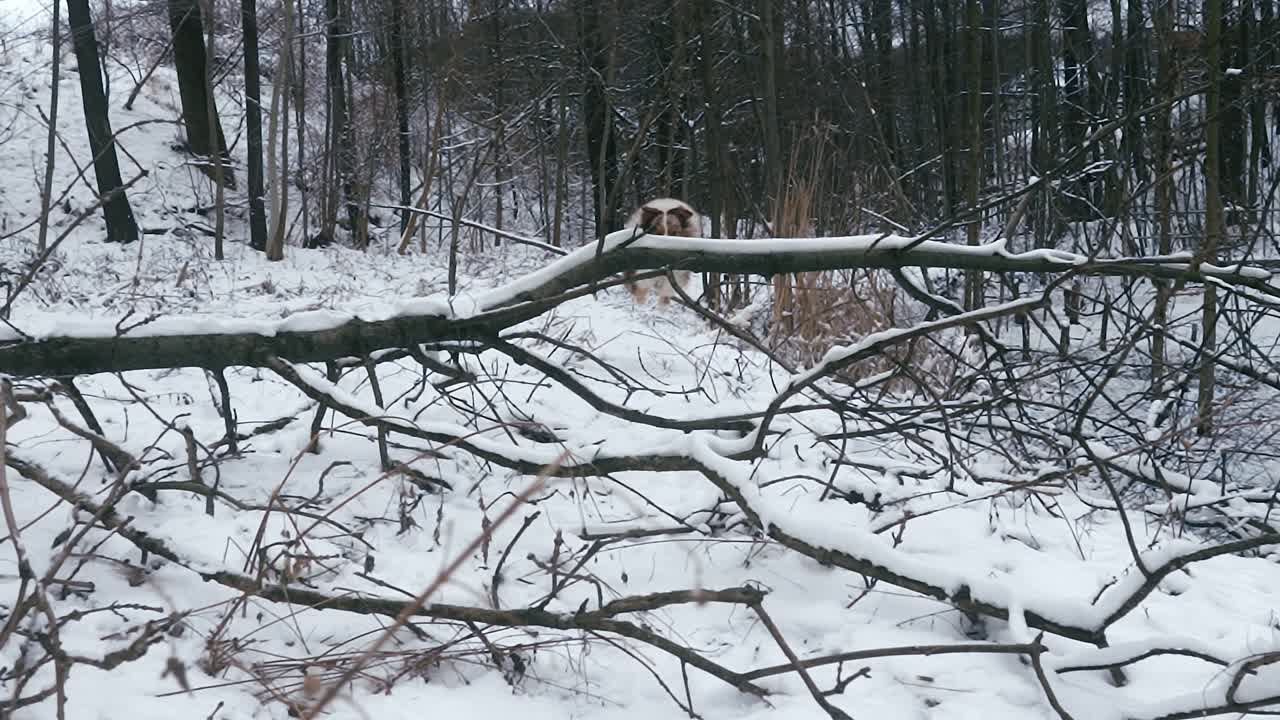 오스트레일리아 목자 레드 머은 눈으로 인 쓰러진 나무의 벌거벗은 가지를 통해 달리고 뛰어다니고 있습니다.