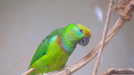 a green parrot in the amazon forests 4k 2025 08 04 04 47 01 utc.mov | adventure, amazonas, america, animal