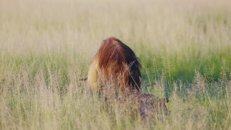 spotted brown hyena in the grassland feeding on a dead carcass