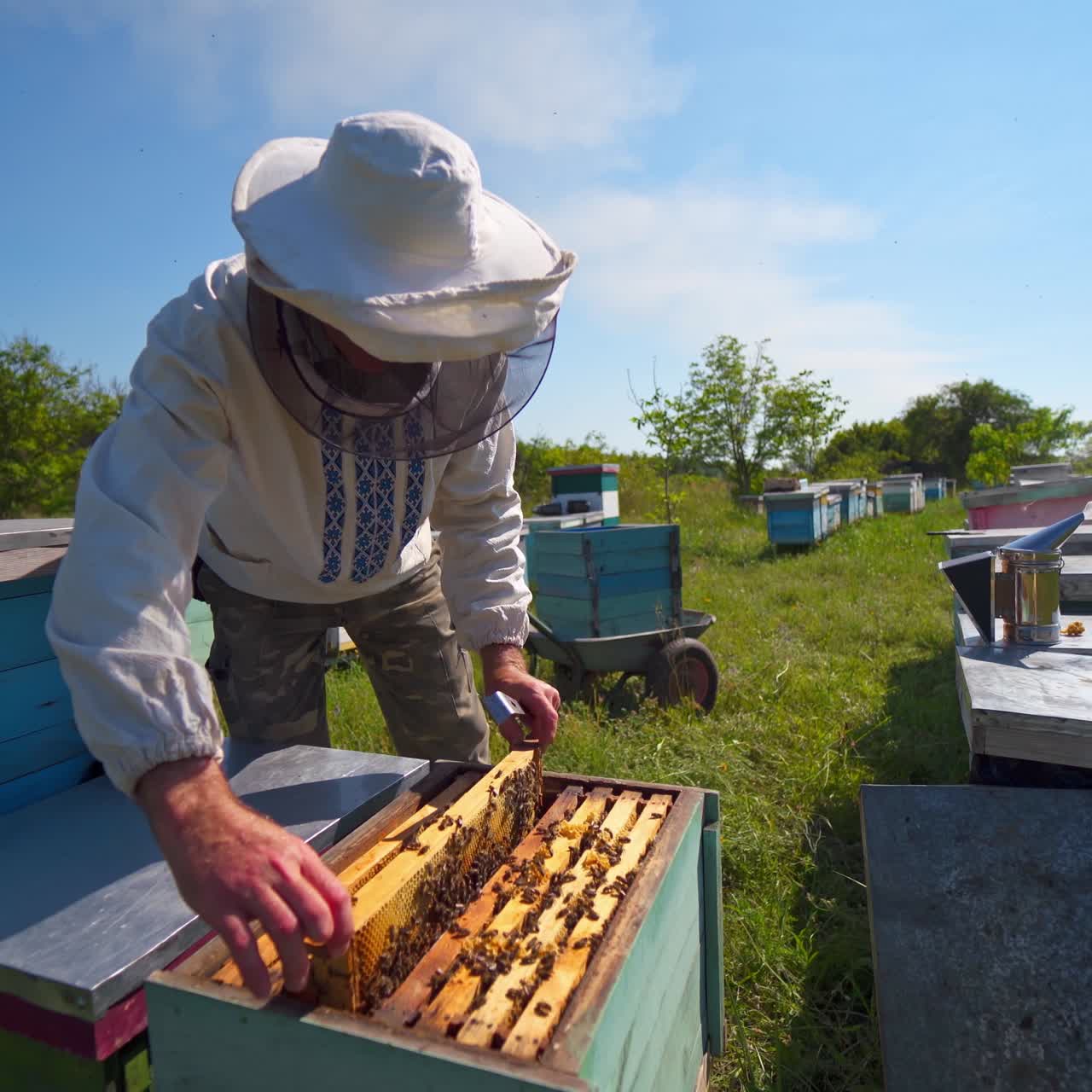 Beekeeping process among nature. Professional apiarist inspecting bees on a frame in bright summer day. Wooden hives on a bee farm.