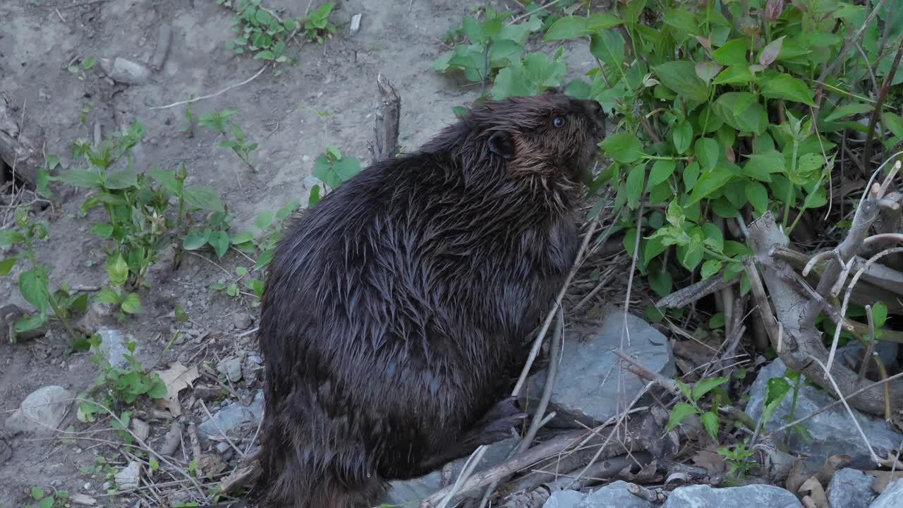 castor húmedo en el banco comiendo plantas