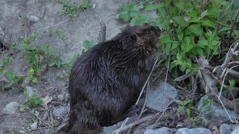 wet beaver at the bank eating plants