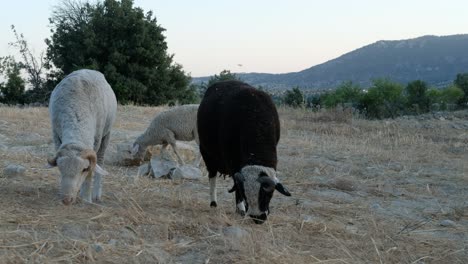 Sheep-Grazing-Field