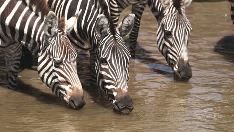 thirsty zebras drinking water in masai mara nature reserve in kenya - close up