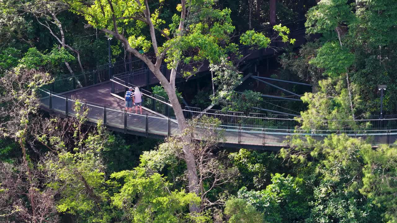 Aerial view of a walkway winding through vibrant rainforest, capturing serene nature and human interaction in Port Douglas, Australia