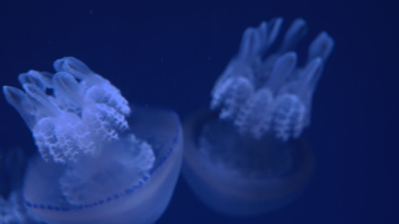medusas de barril nadando bajo el agua