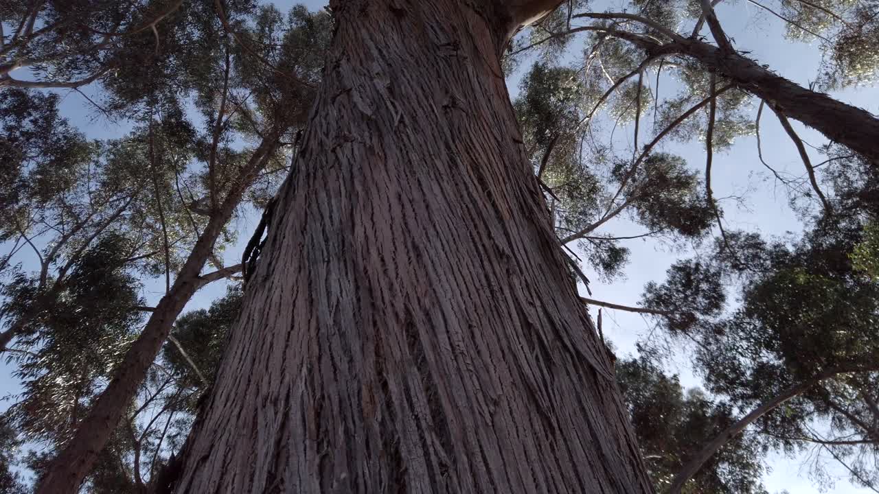 Trunk Of A Huge Eucalyptus Tree On Cusco Hills - tilt up