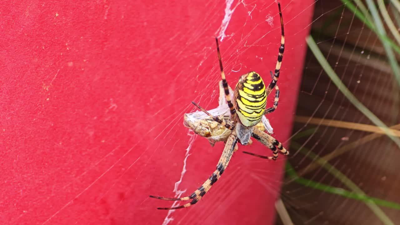 Horizontal close-up of a yellow and black striped spider on its web against a red flower pot, with the web swaying in the wind