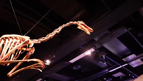 exposición del esqueleto de gallimimus en el museo de melbourne