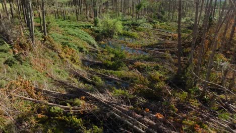 Aerial-view-over-pine-trees-damaged-by-cyclone