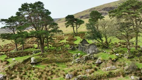 Waterford-Comeragh-Mountains-sheep-grazing-in-the-garden-of-ruined-cottage-spring-morning