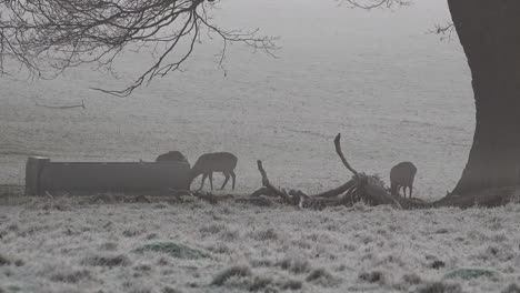 Fallow-deer-graze-next-to-a-water-trough-in-a-frost-covered-field-on-a-misty-morning-just-before-sunrise