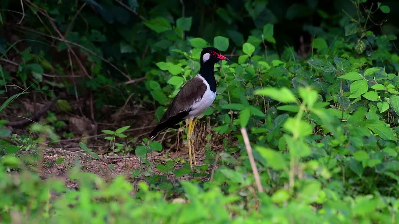el avefría de barbas rojas es una de las aves más comunes de tailandia