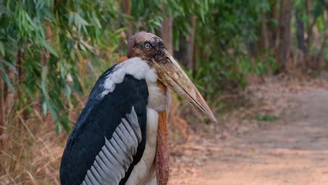 a big bird in the stork family common in southern asia and now endangered due to habitat loss